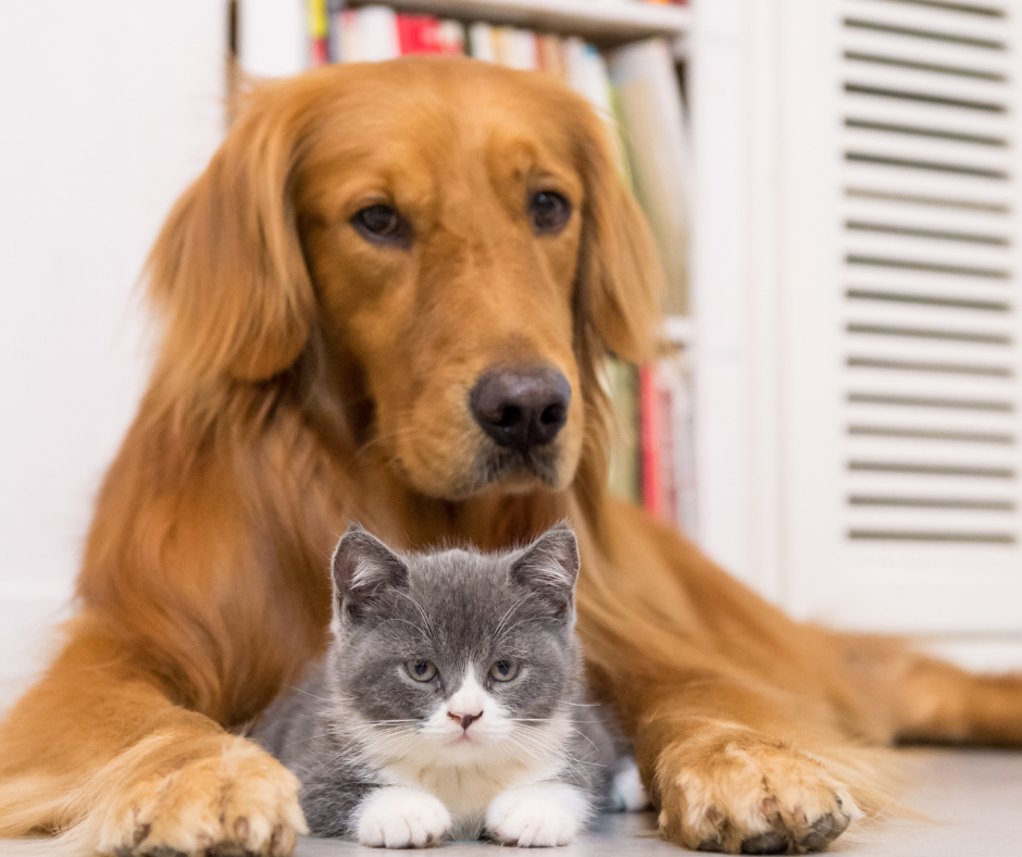 Home Sellers: 6 Tips for Selling Your Home With Pets