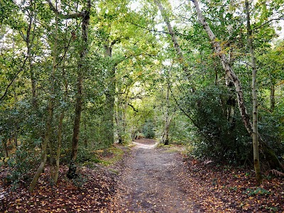 National Trust - Petts Wood and Hawkwood