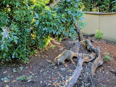 Yellow Mongooses