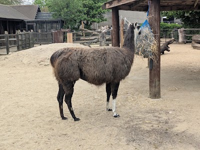 Llamas