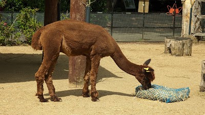 Alpacas